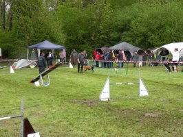 Concours Agility 2015